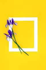 Image showing Purple Iris Flower Abstract Background Frame 