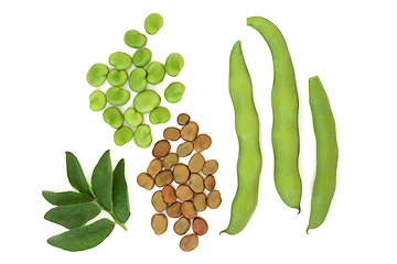 Image showing Broad Beans Fresh and Dried Legumes 