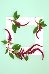 Image showing Amaranth Plants and Flowers Background Frame