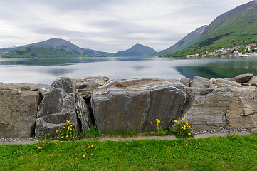 Image showing stone wall with dandelions towards the fjord