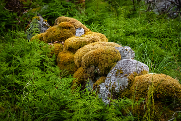 Image showing old mossy stone fence between green ferns