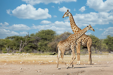 Image showing South African giraffe, Africa Namibia safari wildlife