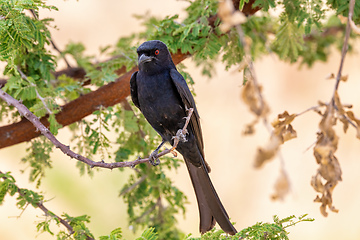 Image showing bird Fork-tailed Drongo Africa Namibia safari wildlife