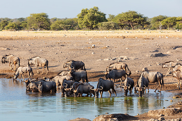 Image showing big herd of wild Blue Wildebeest Gnu, Namibia Africa