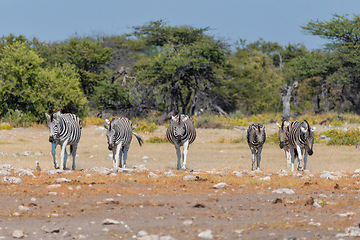 Image showing Zebra in bush, Namibia Africa wildlife