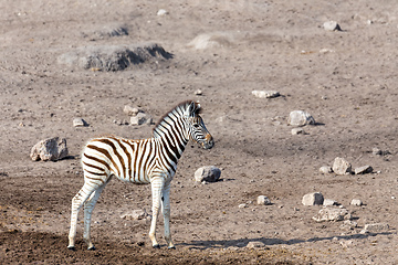 Image showing foal of zebra in Etosha Namibia, Africa