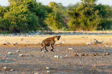 Image showing Spotted hyena in etosha bush Namibia, Africa safari wildlife