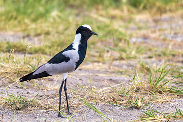 Image showing Blacksmith lapwing bird, Etosha Namibia Africa