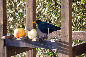 Image showing Common blackbird in bird feeder