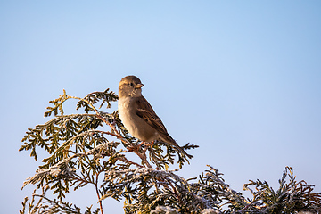 Image showing beautiful small bird house sparrow in winter