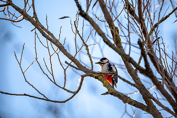 Image showing Downy woodpecker perched on a tree, wildlife, Europe