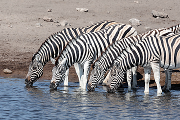 Image showing drinking herd of zebra in Etosha Namibia Africa