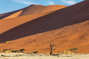 Image showing dry acacia tree in dead in Sossusvlei, Namibia