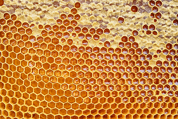 Image showing honeycomb with honey