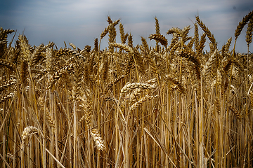 Image showing golden corn field