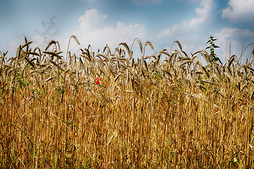 Image showing golden corn field