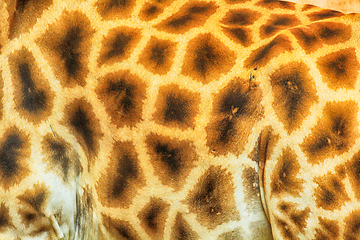 Image showing giraffe skin background