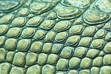 Image showing crocodile skin texture