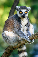 Image showing lemur monkey is resting