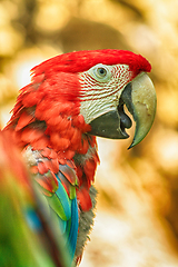 Image showing red parrot head