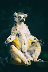 Image showing lemur monkey is resting