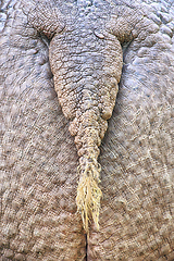 Image showing hippo ass texture