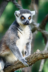 Image showing lemur monkey is resting