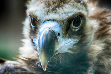 Image showing head of vulture 