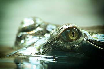 Image showing crocodile head in water