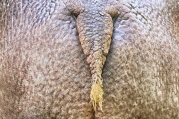 Image showing hippo ass texture