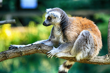 Image showing lemur monkey is resting