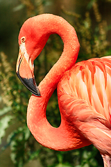 Image showing red flamingo detail