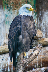 Image showing eagle on the tree