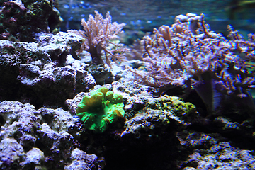 Image showing sea aquarium background