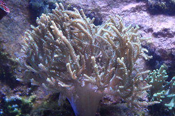 Image showing sea aquarium background