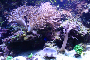 Image showing sea aquarium background