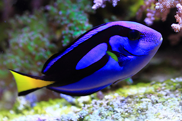 Image showing exotic sea fish 