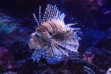 Image showing lionfish in the sea water