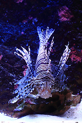 Image showing lionfish in the sea water