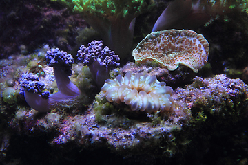 Image showing sea aquarium background