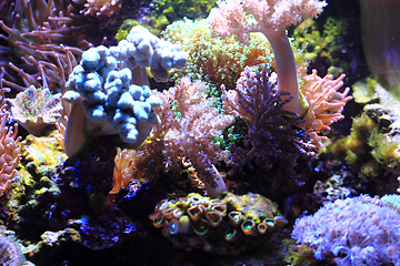 Image showing sea aquarium background