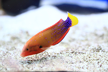 Image showing exotic sea fish 