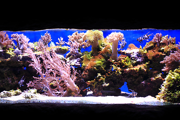 Image showing sea aquarium background