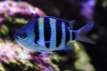 Image showing exotic sea fish 