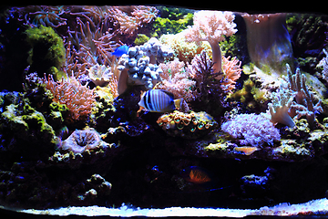 Image showing sea aquarium background