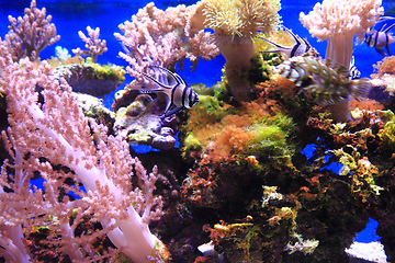 Image showing sea aquarium background