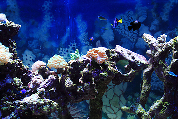 Image showing sea aquarium background