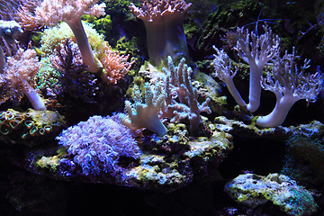 Image showing sea aquarium background