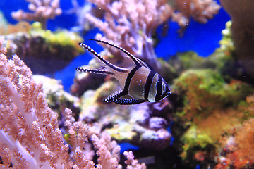 Image showing exotic sea fish 