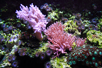 Image showing sea aquarium background